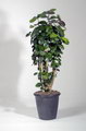 Geranium-leaf Aralia,Fabian Aralia,پولی شیاس
